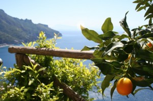 View of the coast from orange grove Delectable Destinations Amalfi Coast Culinary Adventure Carol Ketelson