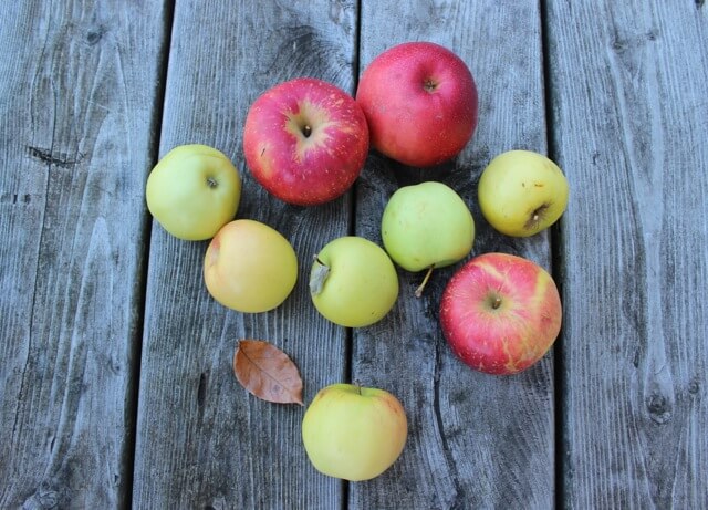 Autumn Apples Delectable Destinations Carol Ketelson