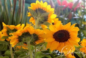 Sunflowers in Tuscany - Tuscany Food Styling Photography - Delectable Destinations -Carol Ketelson
