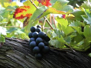 San Giovese wine grapes Tuscany Italy Carol Ketelson Delectable Destinations Culinary Tours