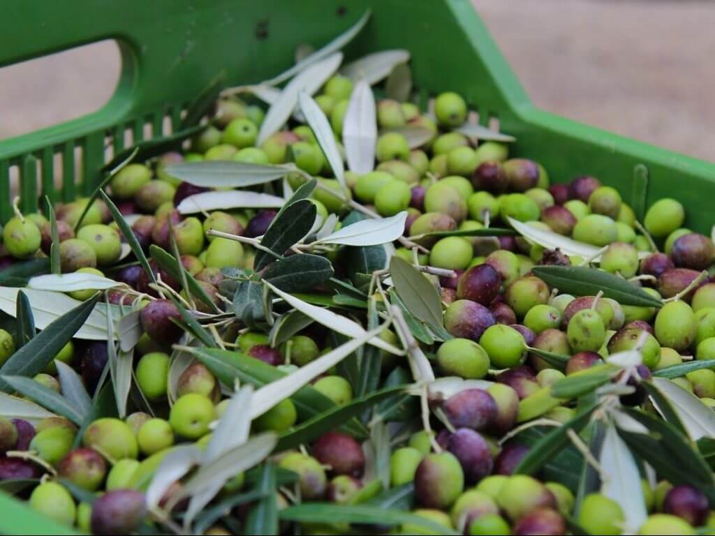 olive picking Puglia Italy Carol Ketelson Delectable Destinations Culinary Tours