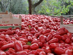 Tomatoes for sauce Amalfi Coast Italy Carol Ketelson Delectable Destinations Culinary Tours