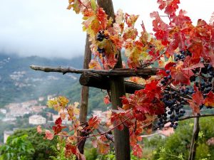 Wine grape vines Amalfi Coast Italy Carol Ketelson Delectable Destinations Culinary Tours