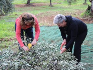 olive picking Puglia Italy Carol Ketelson Delectable Destinations Culinary Tours