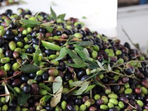 olives Puglia Italy Carol Ketelson Delectable Destinations Culinary Tours