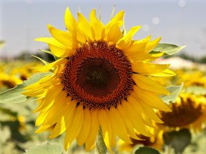 Sunflower Andalucia Spain Carol Ketelson Delectable Destinations Culinary Tours
