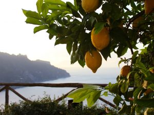 fresh lemons Ravello Amalfi Coast Italy Carol Ketelson Delectable Destinations Culinary Tours