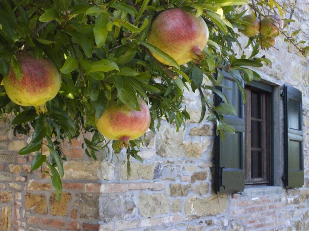 Villa la Quercia Tuscany Italy Carol Ketelson Delectable Destinations Culinary Tours