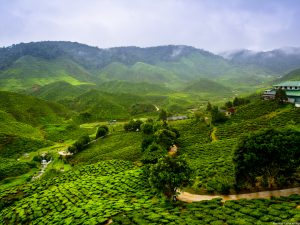 Glenburn Tea Estates Darjeeling India Carol Ketelson Delectable Destinations Culinary Tours