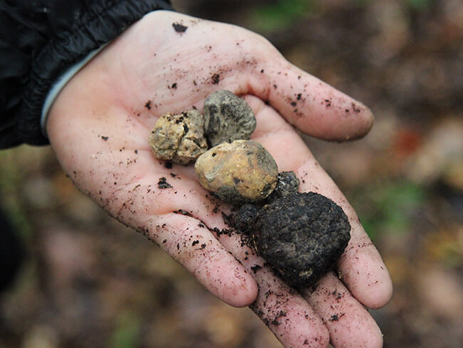 truffle hunting in Tuscany Italy Carol Ketelson Delectable Destinations Culinary Tours
