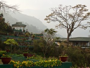 Glenburn Tea Estate - Darjeeling, India, India Let’s Talk Tea…Darjeeling Tea Delectable Destinations Culinary Tours Carol Ketelson