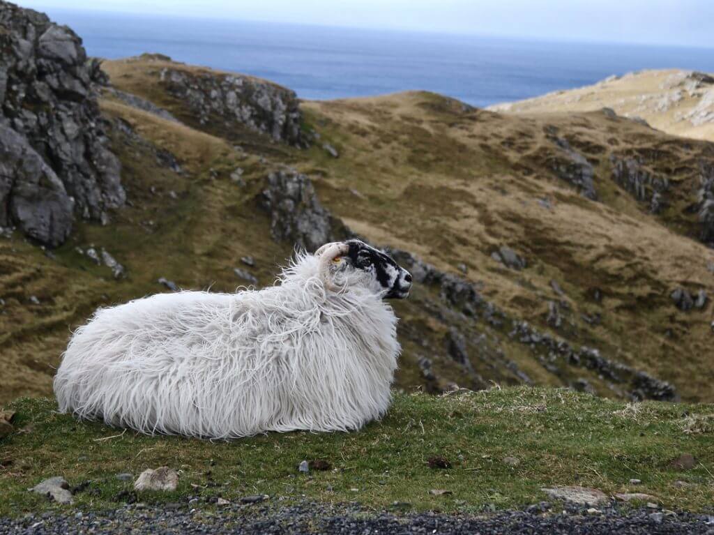 Sheep in Ireland Carol Ketelson Delectable Destinations Culinary Tours