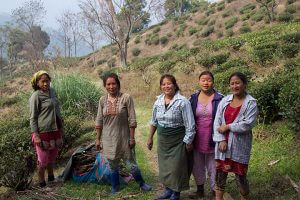 Tea pickers at Glenburn Tea Estate in Darjeeling India Carol Ketelson Delectable Destinations Culinary Tours