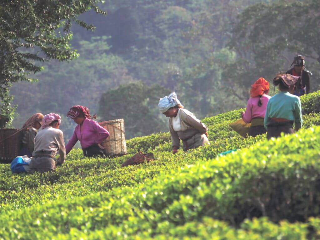 Tea pickers Glenburn Tea Estate Delectable Destinations Culinary Tour India