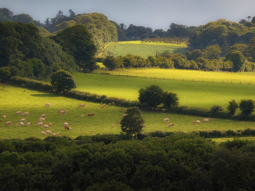 sheep grazing in green field Delectable Destinations Culinary Tour of Ireland
