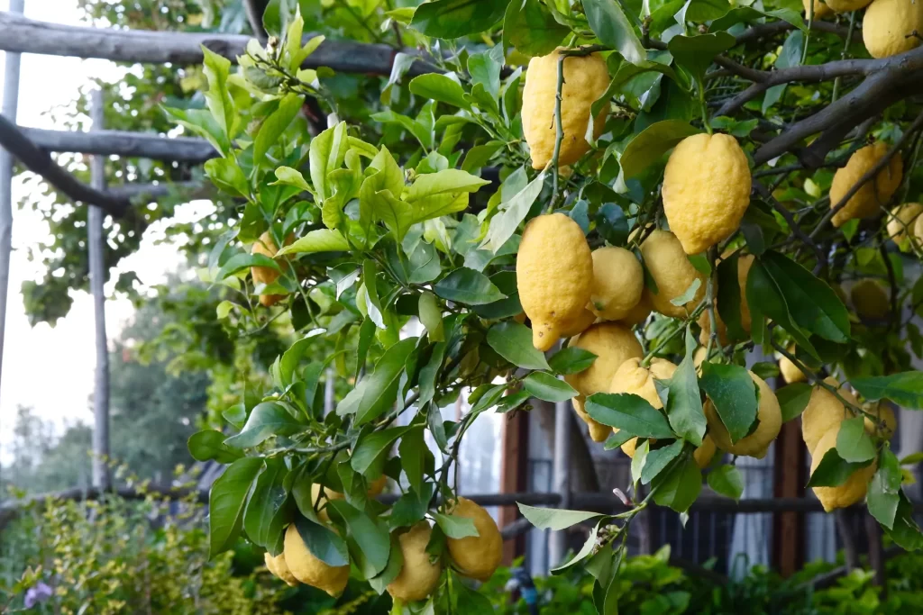 Lemons on a tree in the Amalfi Coast