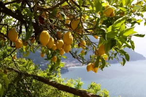 Lemons on a tree in the Amalfi Coast with the ocean in the background