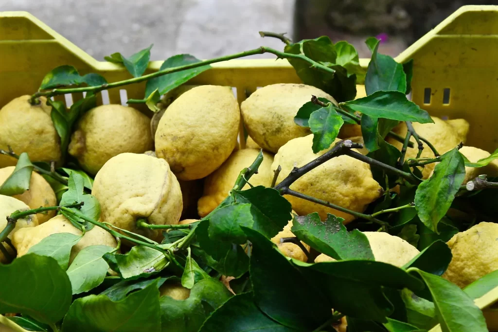 Lemons in the Amalfi Coast