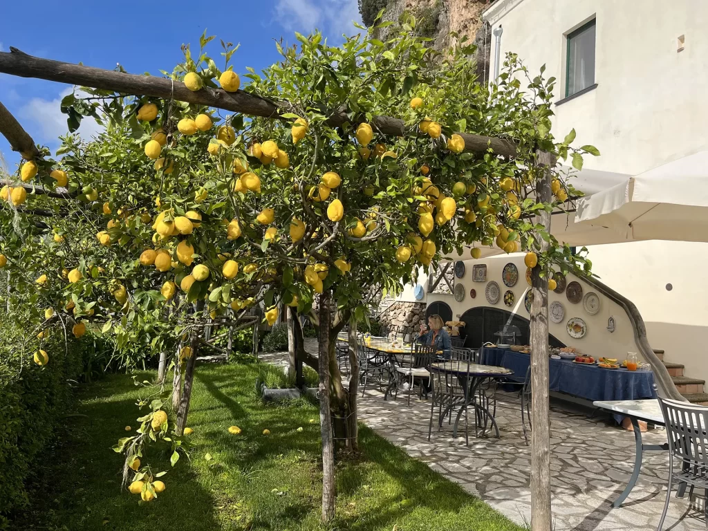 Lemon tree in the Amalfi Coast