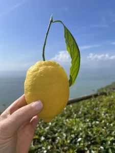 Amalfi Coast lemon close-up