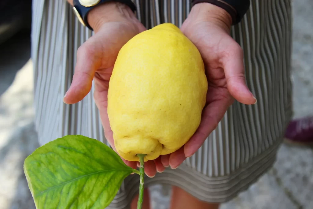 Amalfi Coast lemon being held in hands