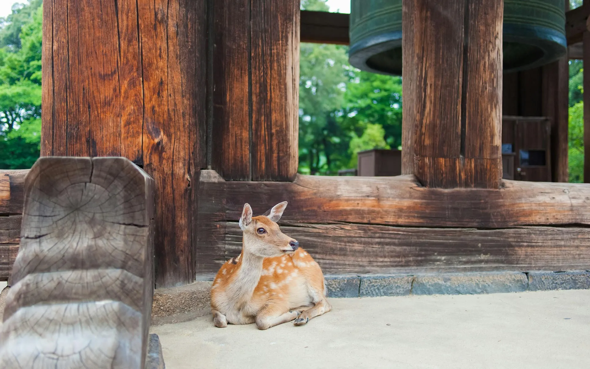 Japanese deer lying down