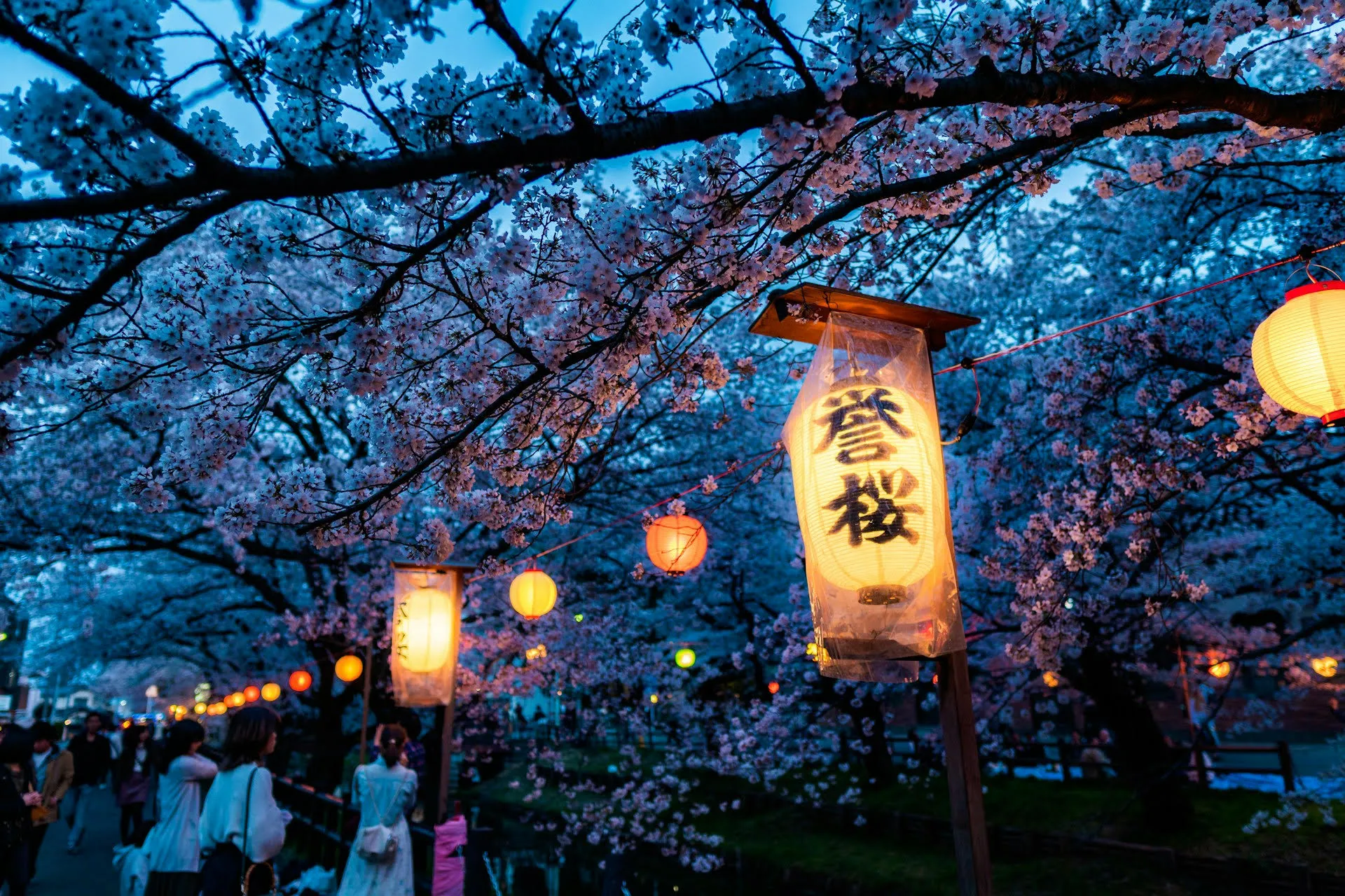 Japanese lanterns lit up with cherry blossom tree branches behind