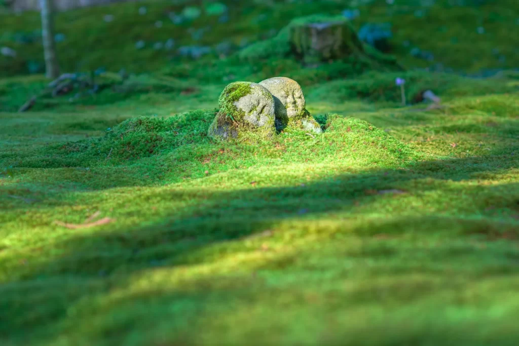 Rocks in a field of moss