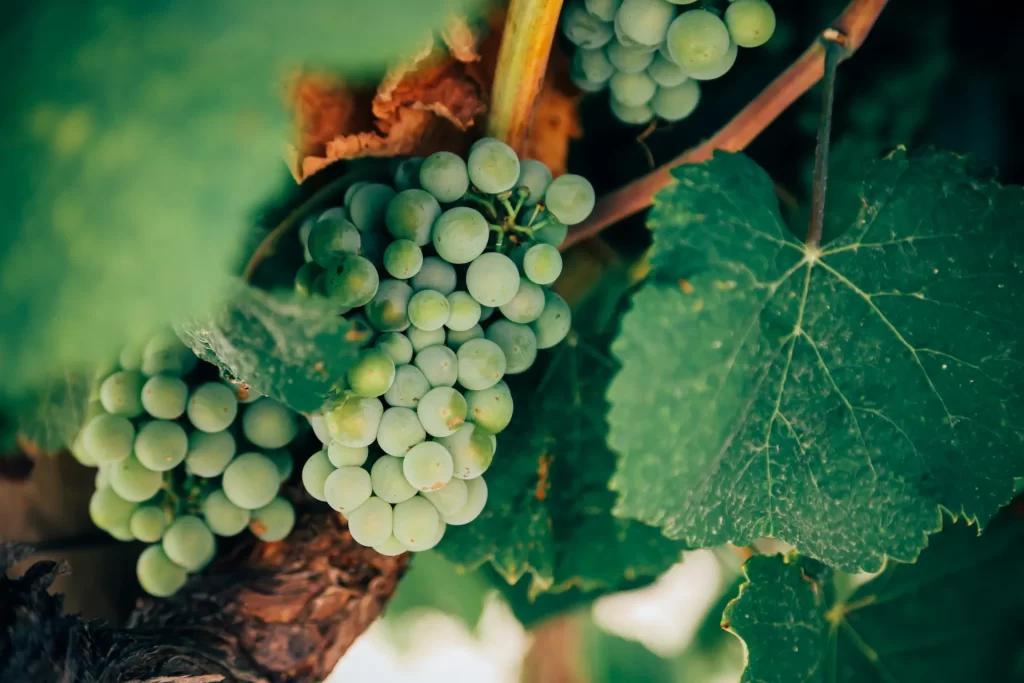 Green grapes on the vine in the Basque Country wine region in Spain