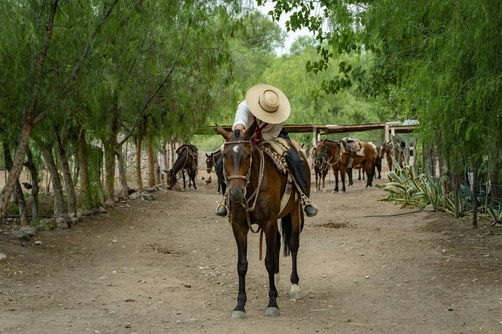 Argentinian gaucho cowboy on a horse with other cowboys and horses in the background